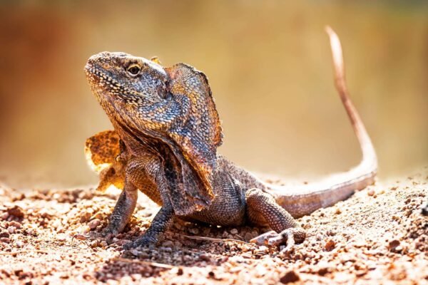 frilled lizard for sale