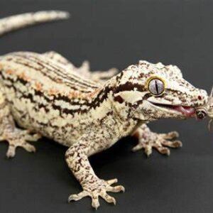 gargoyle geckos