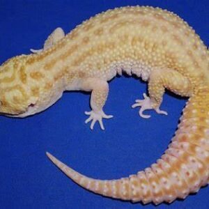 giant leopard gecko​