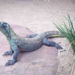 giant lizards for sale