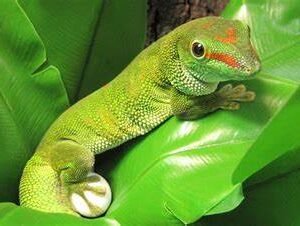 giant madagascan day gecko