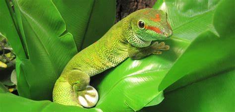 giant madagascan day gecko