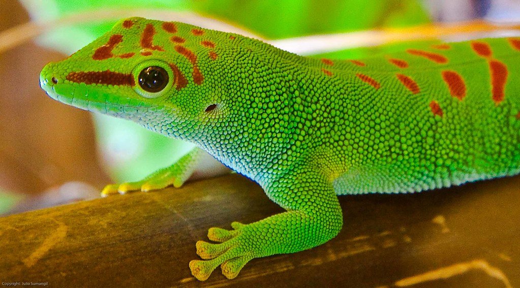 giant madagascar day gecko - Image 2