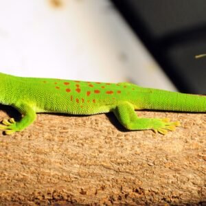giant madagascar day gecko