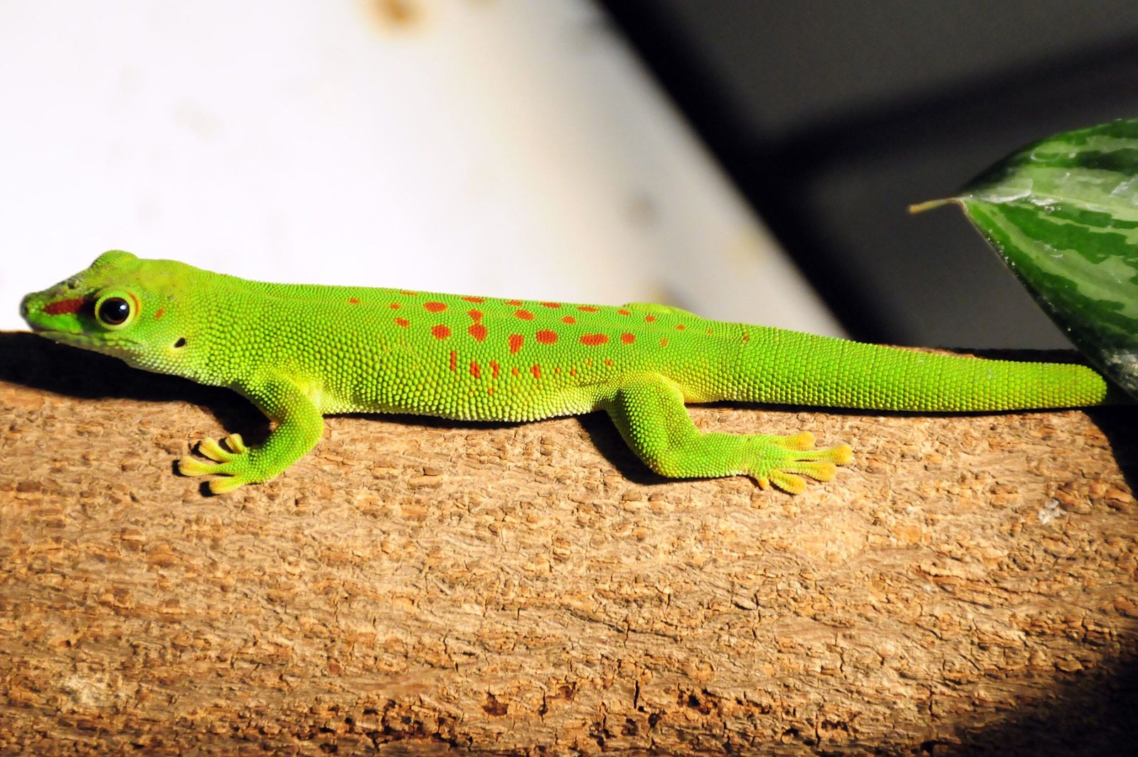 giant madagascar day gecko