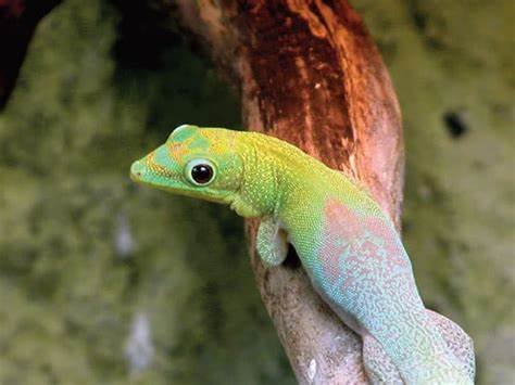 golden day gecko