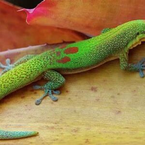 golden day gecko