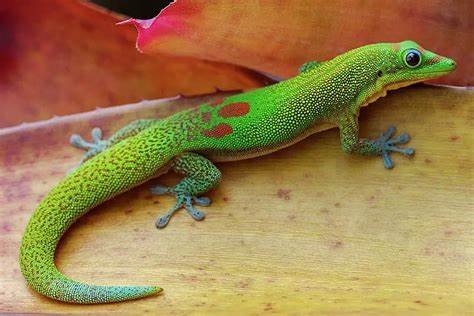 golden day gecko