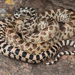 great basin gopher snake​