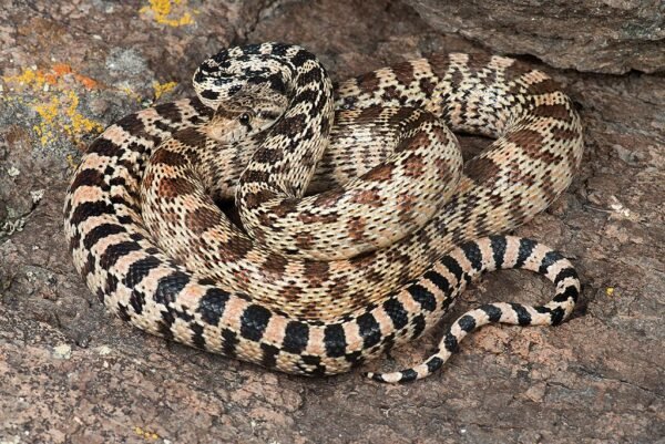 great basin gopher snake​