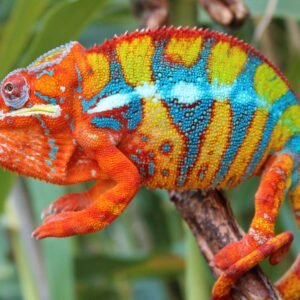 panther chameleon