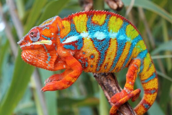 panther chameleon