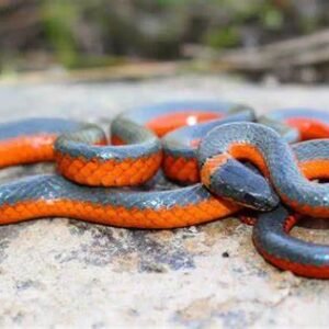 ringneck snake for sale