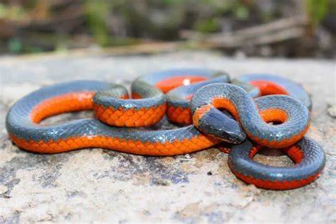 ringneck snake for sale