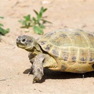 buy russian tortoise