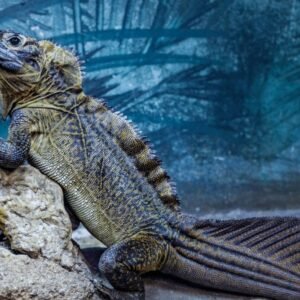 sailfin dragon for sale