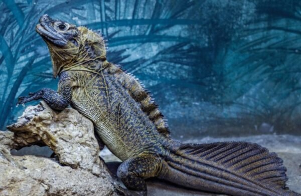 sailfin dragon for sale