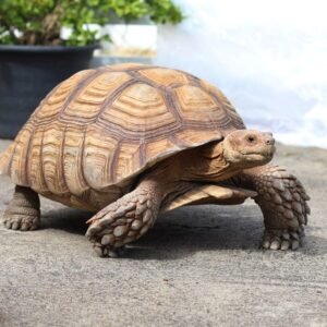 sulcata tortoise