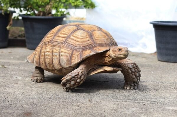 sulcata tortoise