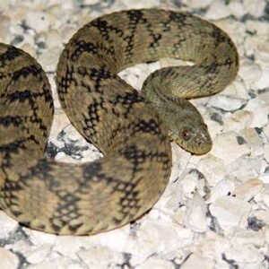 texas water snake​