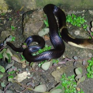 venomous snakes for sale​