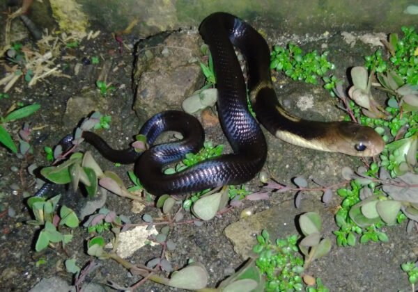 venomous snakes for sale​