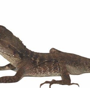 Australian Water Dragon