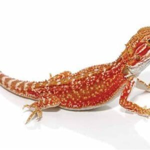 Dunner Bearded Dragon