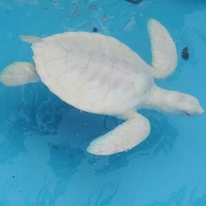 albino turtle