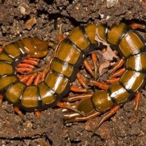 amazonian giant centipede for sale