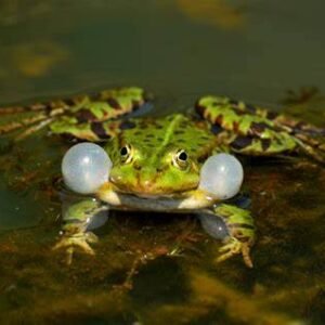 aquatic frogs
