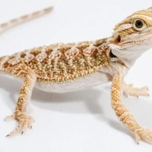 baby bearded dragon​