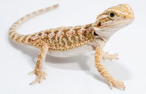 baby bearded dragon​