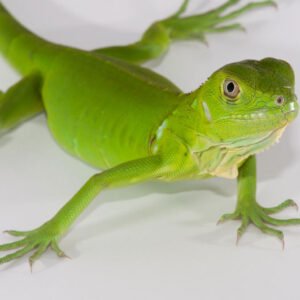 baby iguana