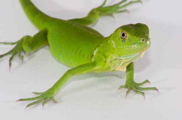 baby iguana
