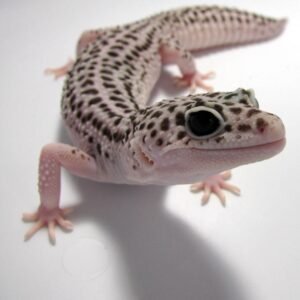 baby leopard gecko​