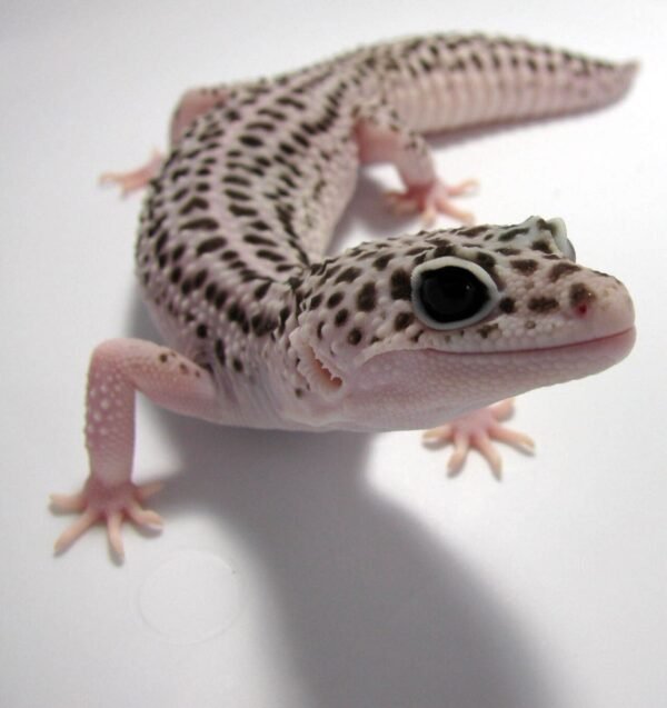 baby leopard gecko​