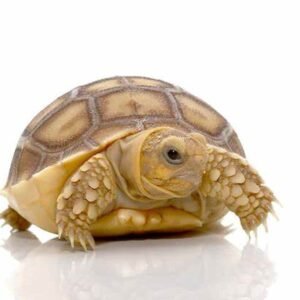 baby sulcata tortoise