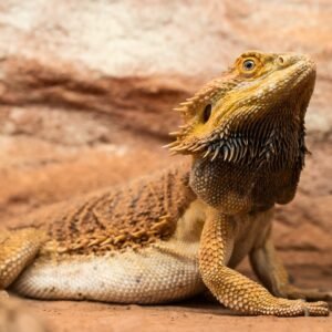 black bearded dragon​