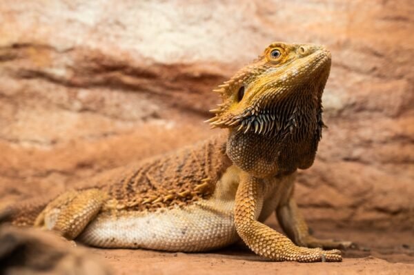 black bearded dragon​