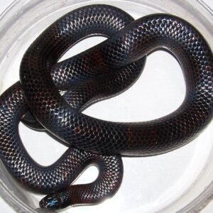 black milk snake​