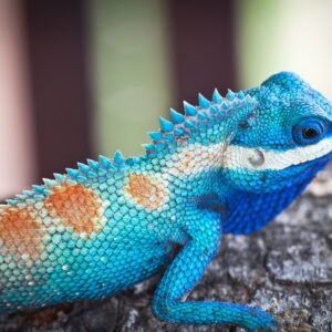 blue bearded dragon​