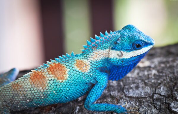 blue bearded dragon​