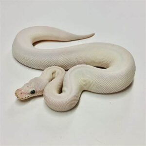 blue eyed leucistic ball python