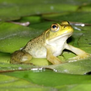 bullfrogs for sale