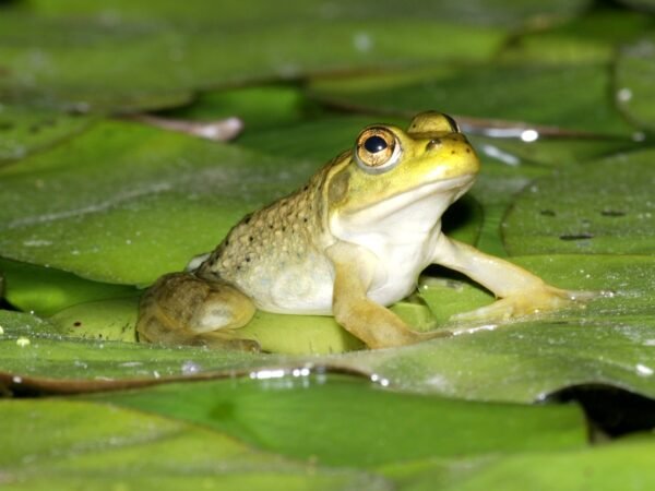 bullfrogs for sale