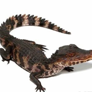 caiman for sale