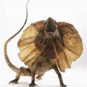 chlamydosaurus for sale