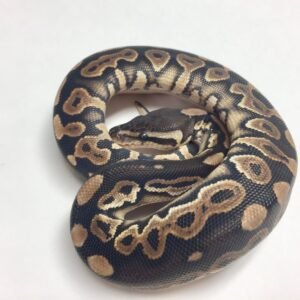 cinnamon ball python