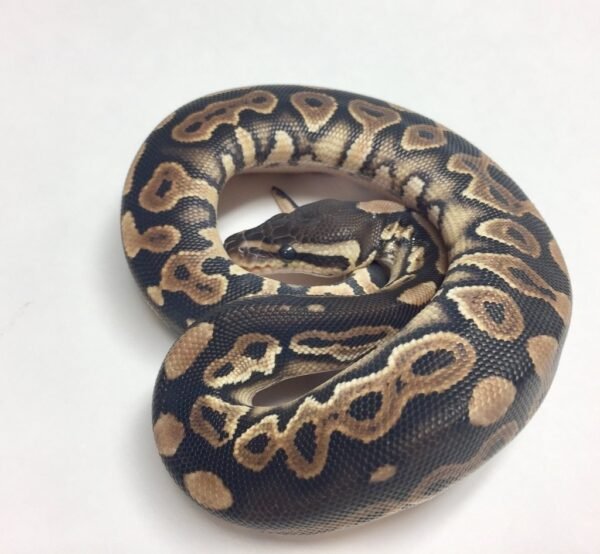 cinnamon ball python